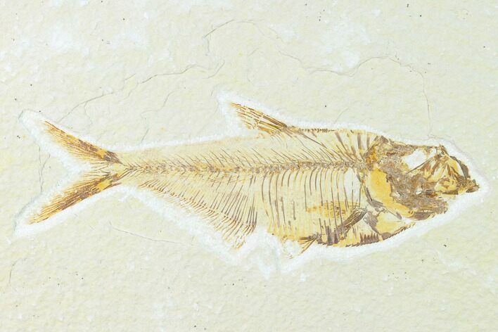 Fossil Fish (Diplomystus) - Green River Formation #148545